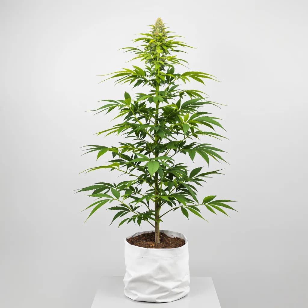 Afcrack cannabis seeds packaging — Royal King Seeds New Zealand