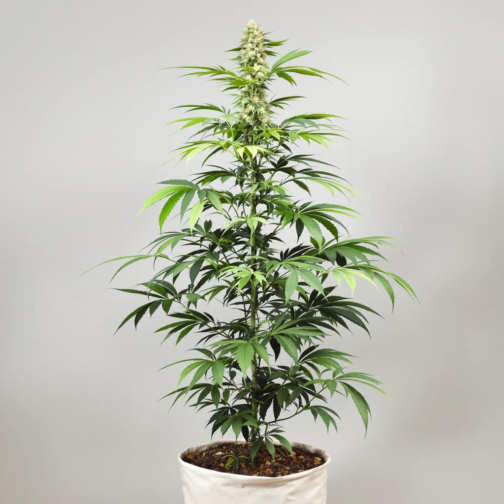 Alaskan Thunder Fuck cannabis seeds packaging — Royal King Seeds New Zealand