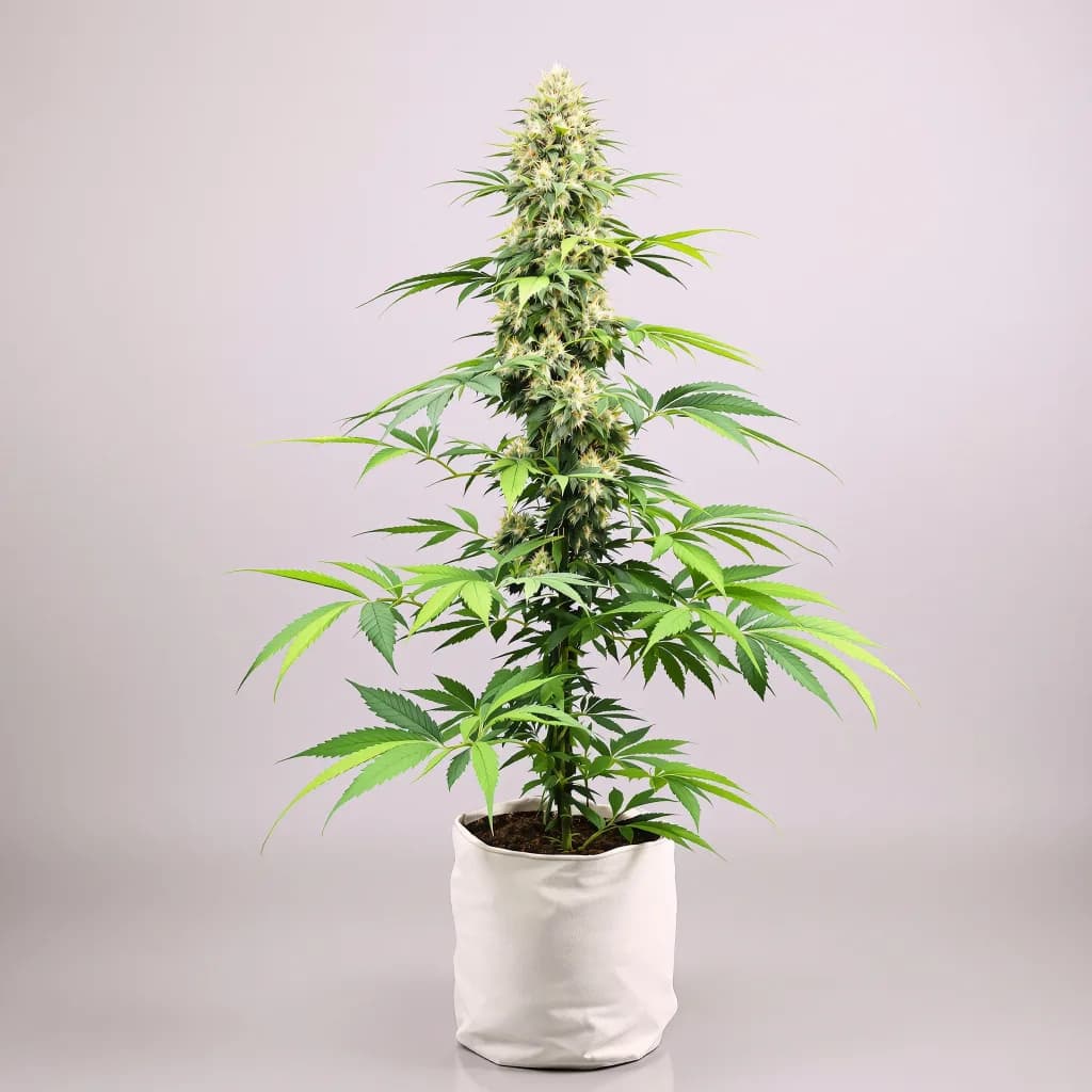 Alien Rock Candy cannabis seeds packaging — Royal King Seeds New Zealand