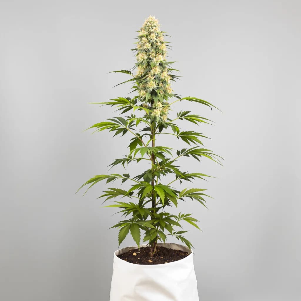 Amethyst cannabis seeds packaging — Royal King Seeds New Zealand