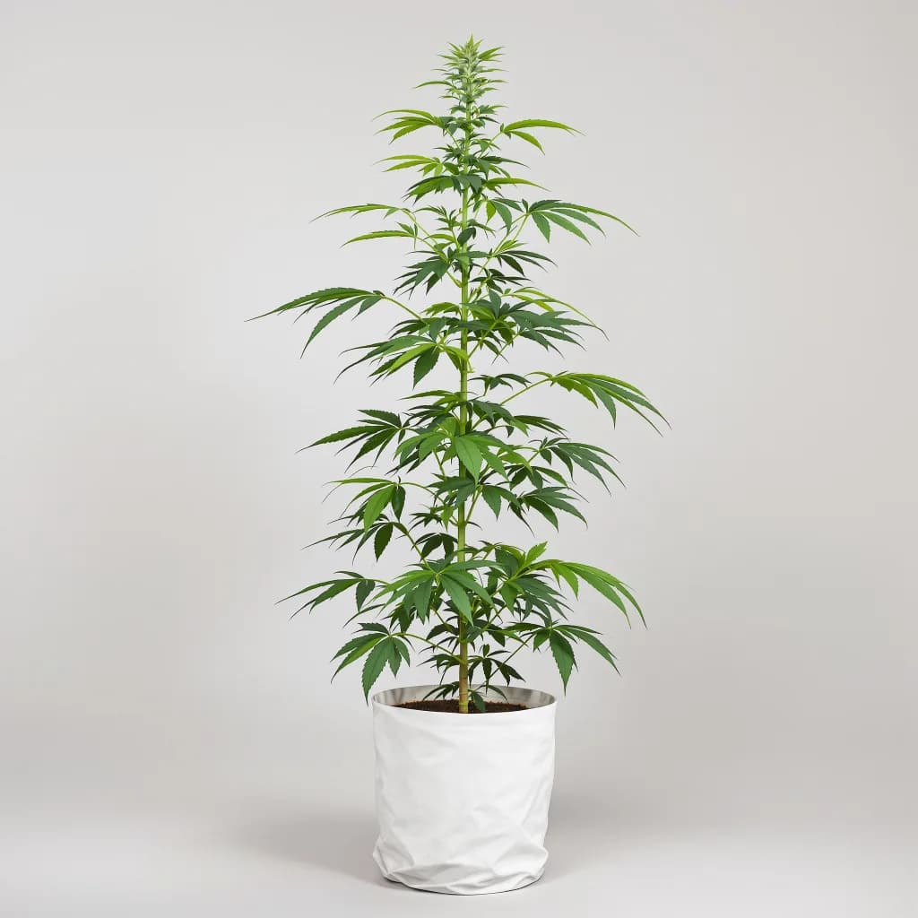 Amherst Diesel cannabis seeds packaging — Royal King Seeds New Zealand