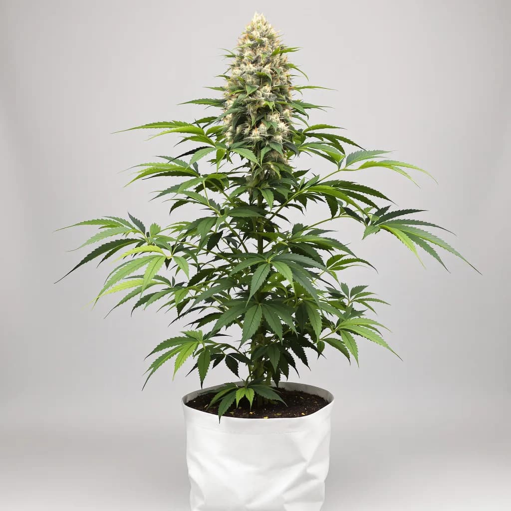 Badazz Cheese cannabis seeds packaging — Royal King Seeds New Zealand
