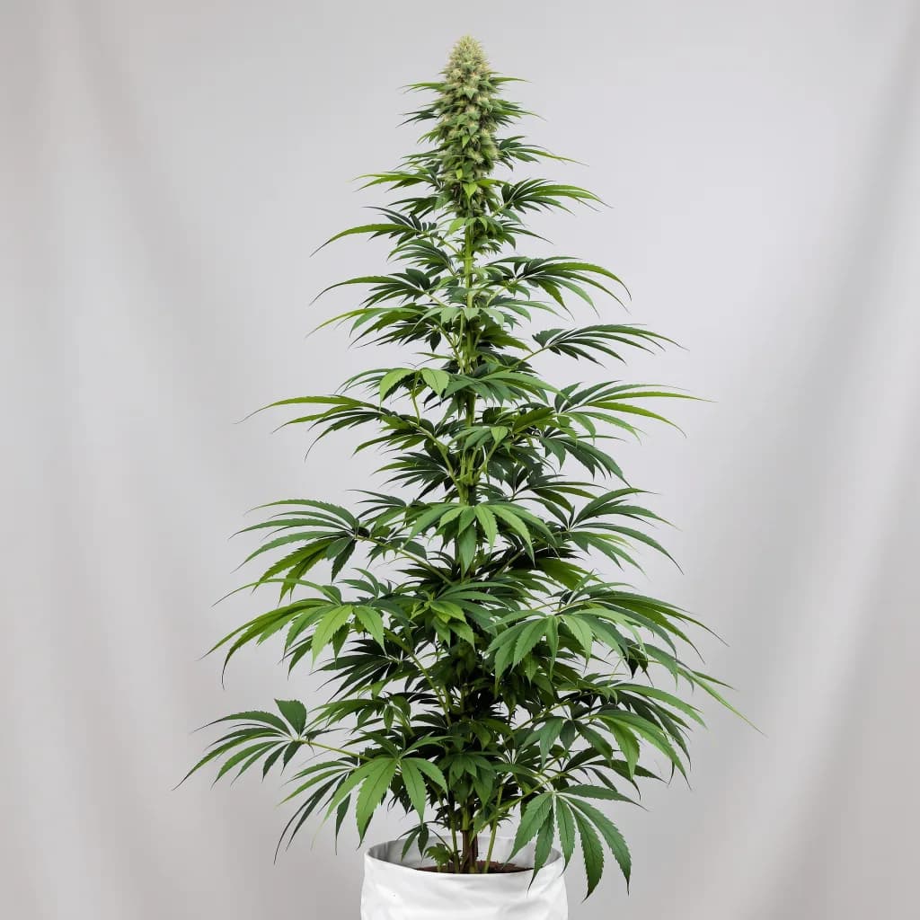 Bear Dance cannabis seeds packaging โ Royal King Seeds New Zealand