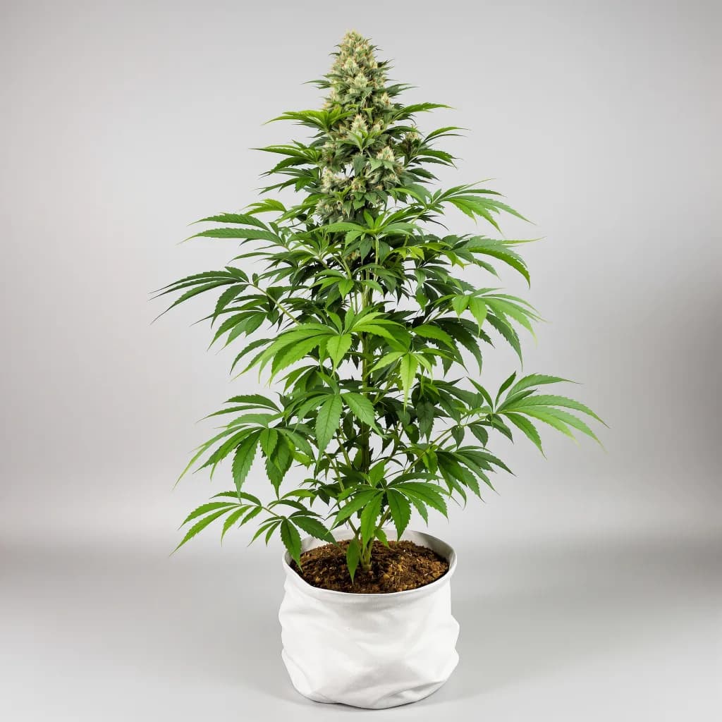 Blackberry Cream cannabis seeds packaging — Royal King Seeds New Zealand