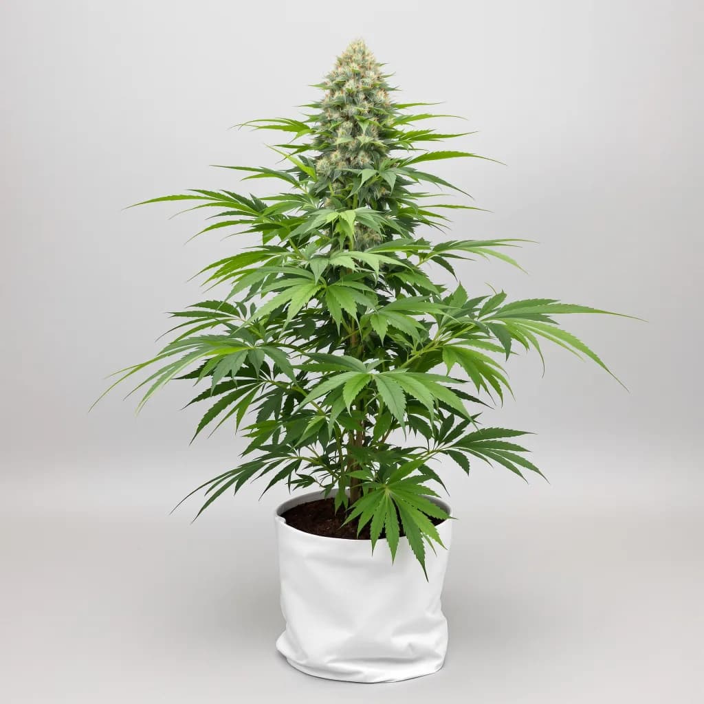 Blueberry Gusto cannabis seeds packaging — Royal King Seeds New Zealand