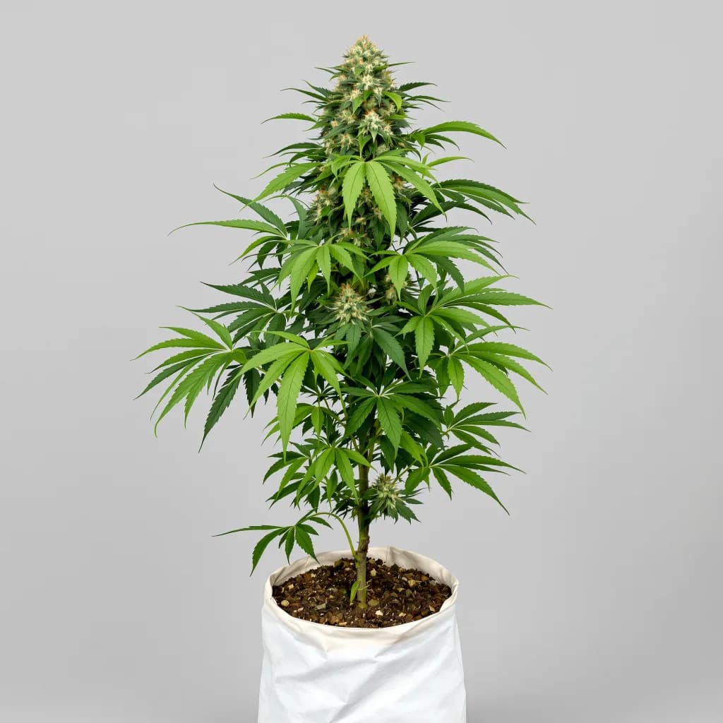 Brand X cannabis seeds packaging — Royal King Seeds New Zealand
