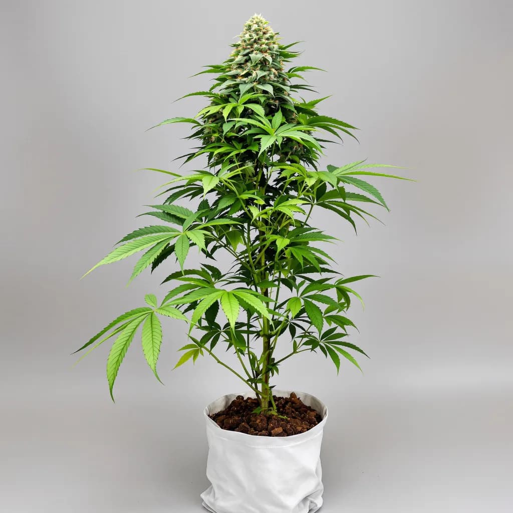 Candy Cane cannabis seeds packaging β Royal King Seeds New Zealand