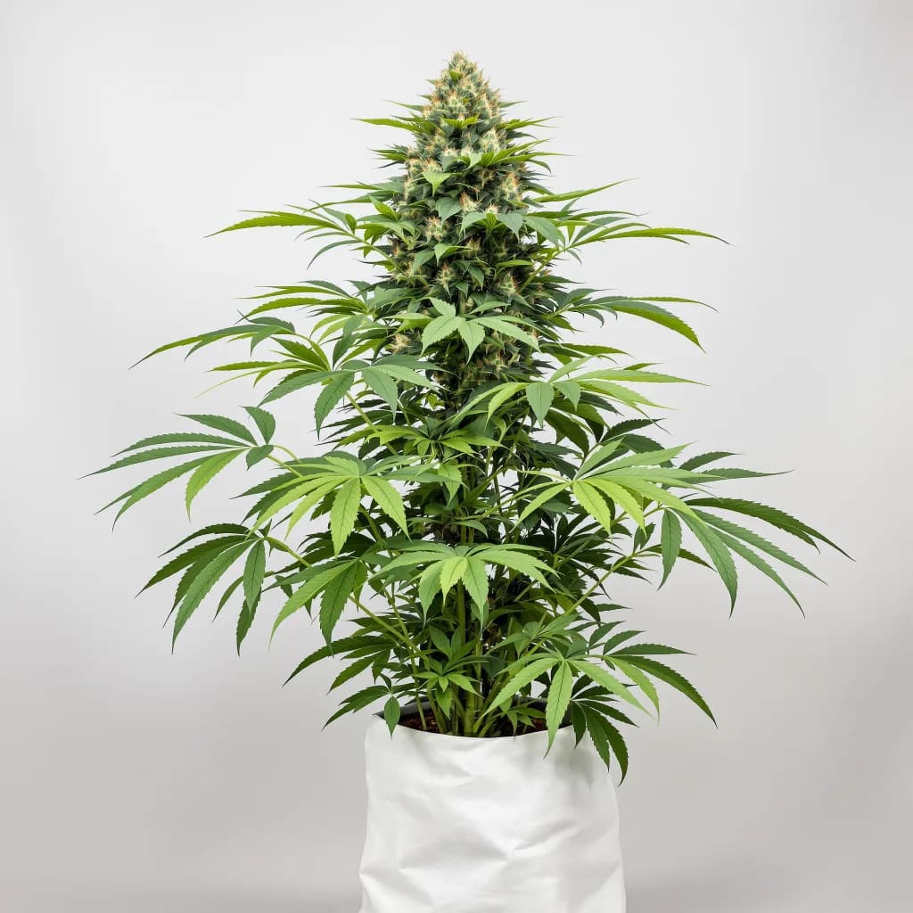 Casper OG cannabis seeds packaging — Royal King Seeds New Zealand