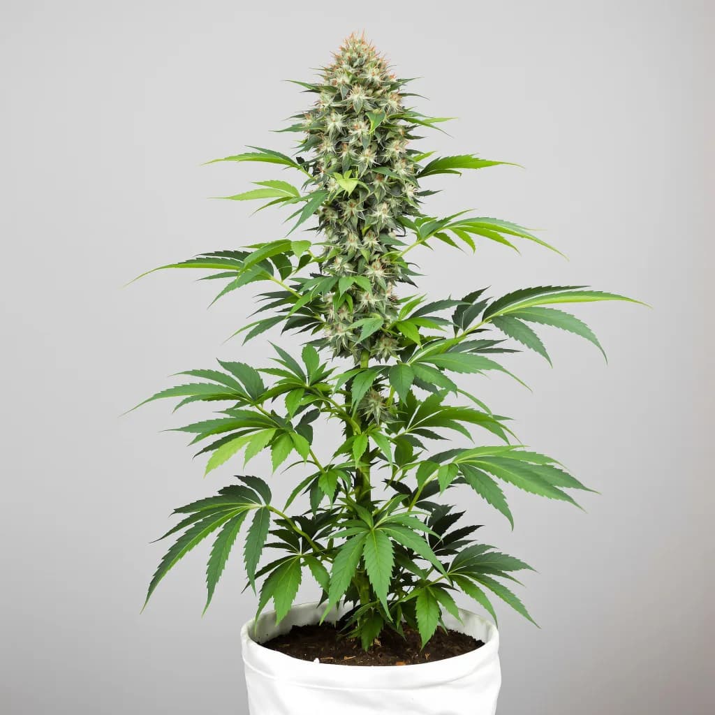 Cataract Kush cannabis seeds packaging โ Royal King Seeds New Zealand