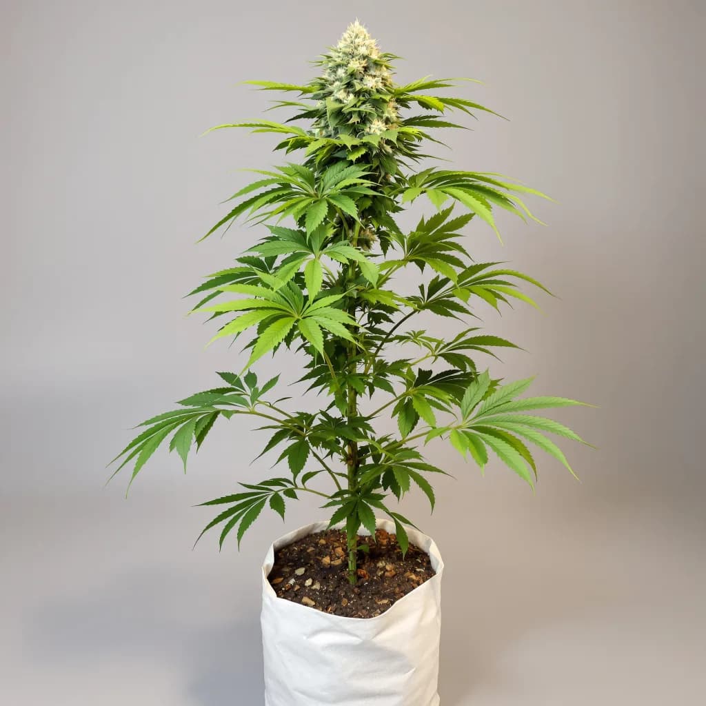 CBD Blue Shark cannabis seeds packaging โ Royal King Seeds New Zealand