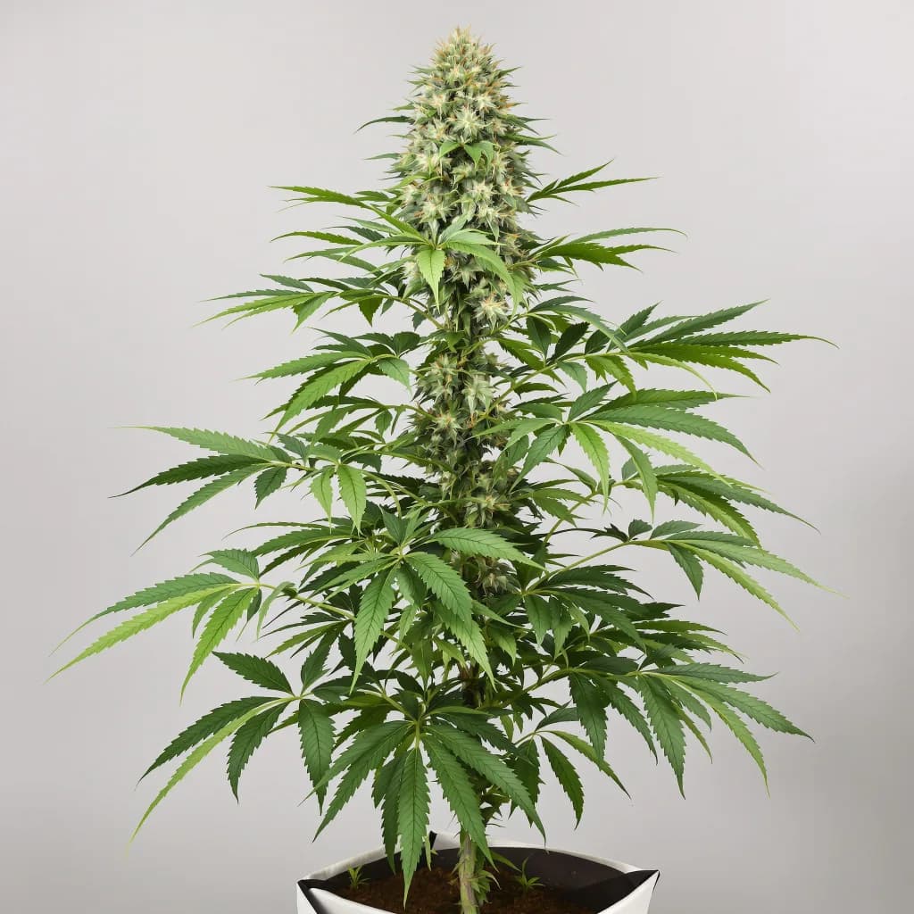 CBD Lemon Potion cannabis seeds packaging โ Royal King Seeds New Zealand