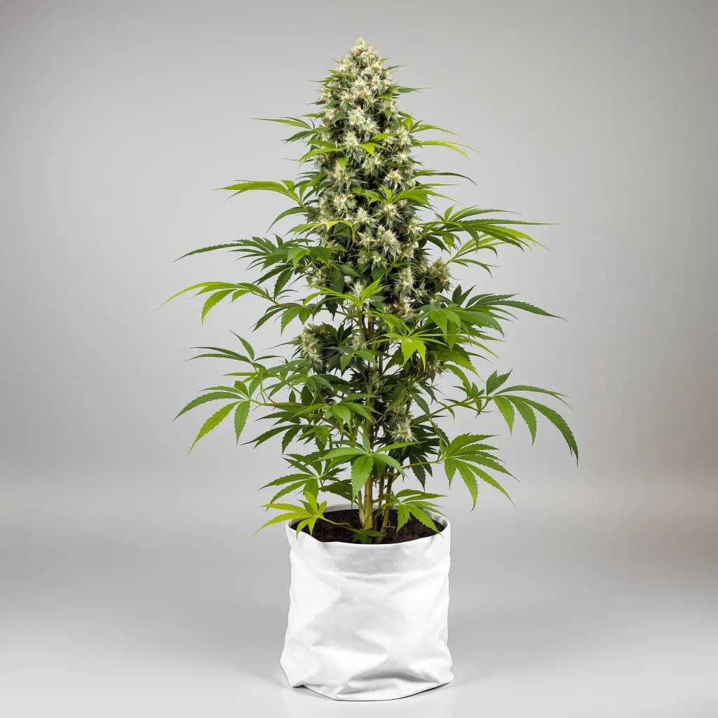 CBD Solomatic cannabis seeds packaging — Royal King Seeds New Zealand