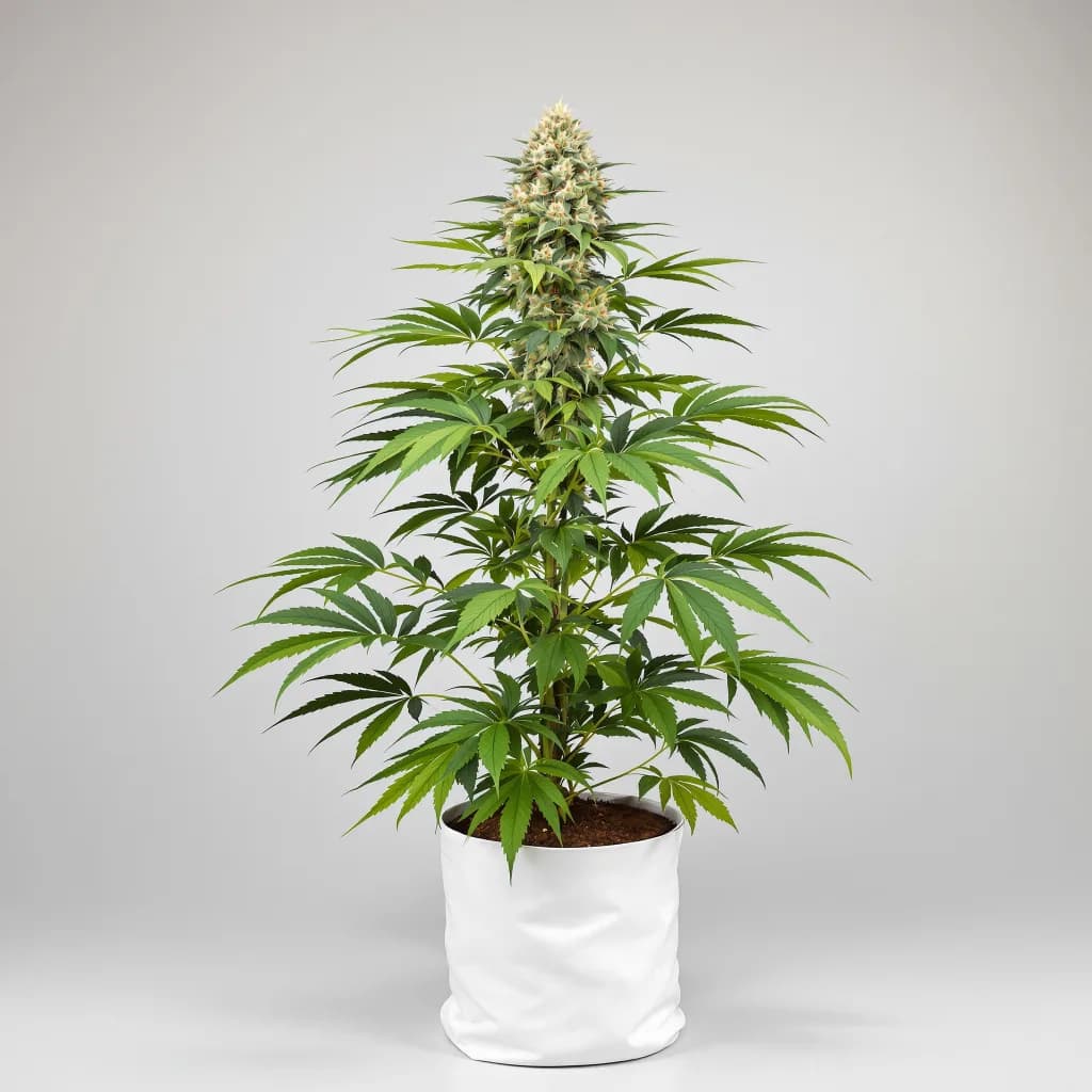 CBD Yummy cannabis seeds packaging โ Royal King Seeds New Zealand