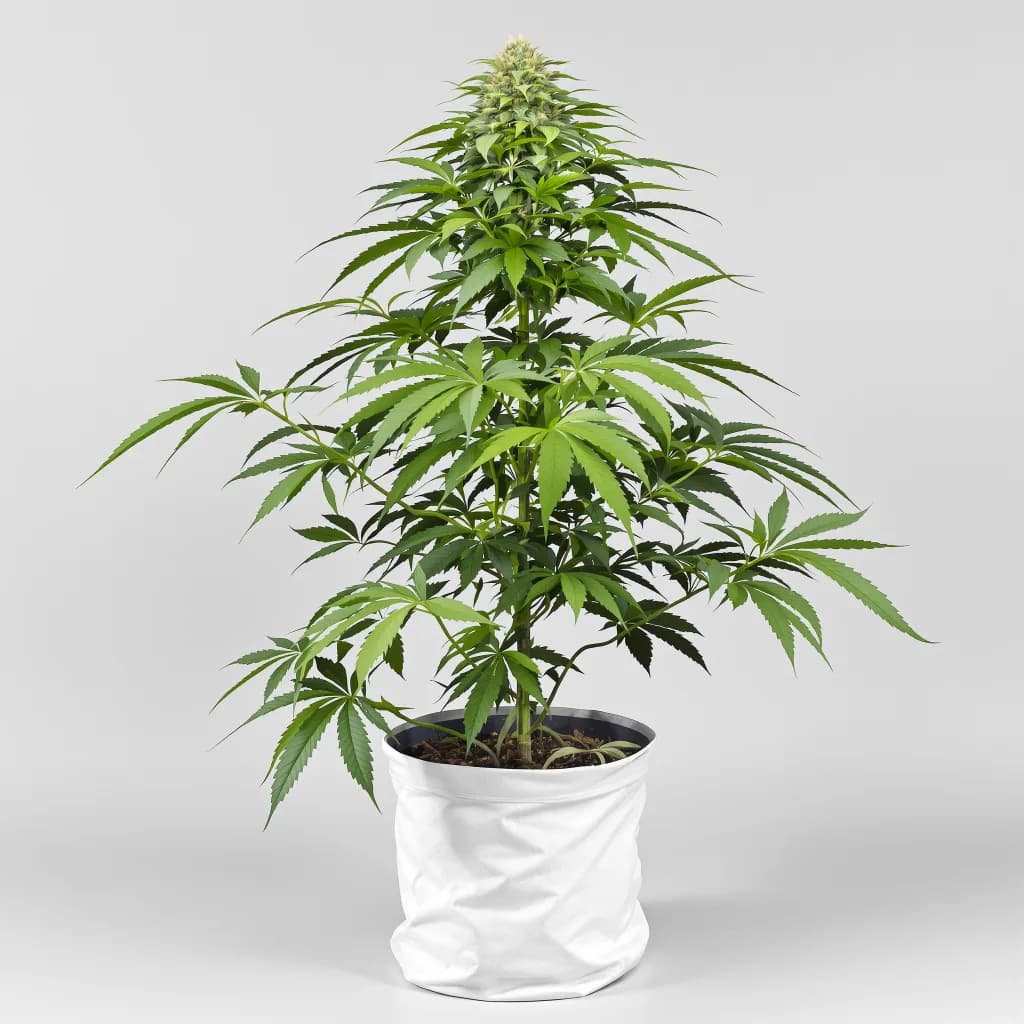 Chocolate Chunk cannabis seeds packaging — Royal King Seeds New Zealand