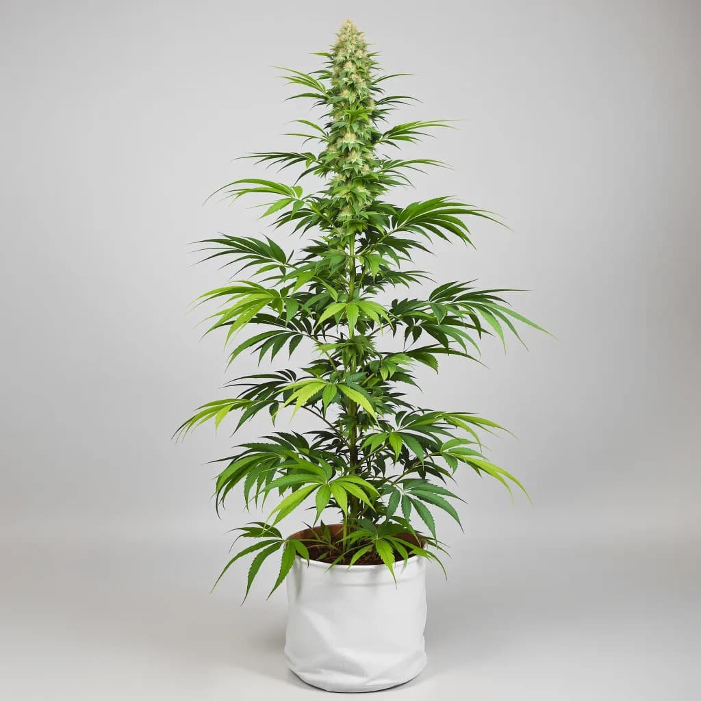 Chocolope cannabis seeds packaging — Royal King Seeds New Zealand