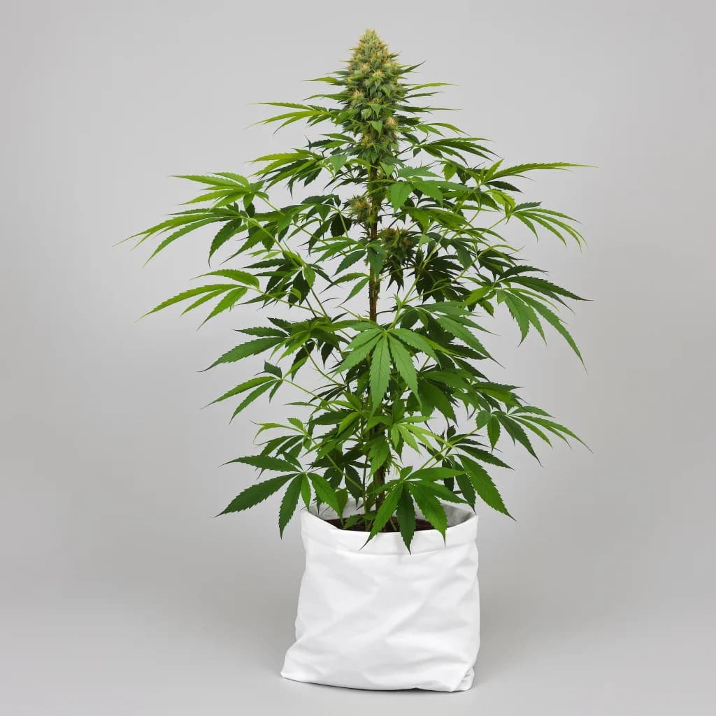 Colombian Gold cannabis seeds packaging — Royal King Seeds New Zealand
