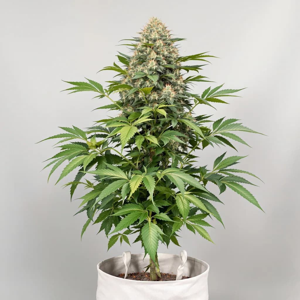 Confidential Wreck cannabis seeds packaging β Royal King Seeds New Zealand