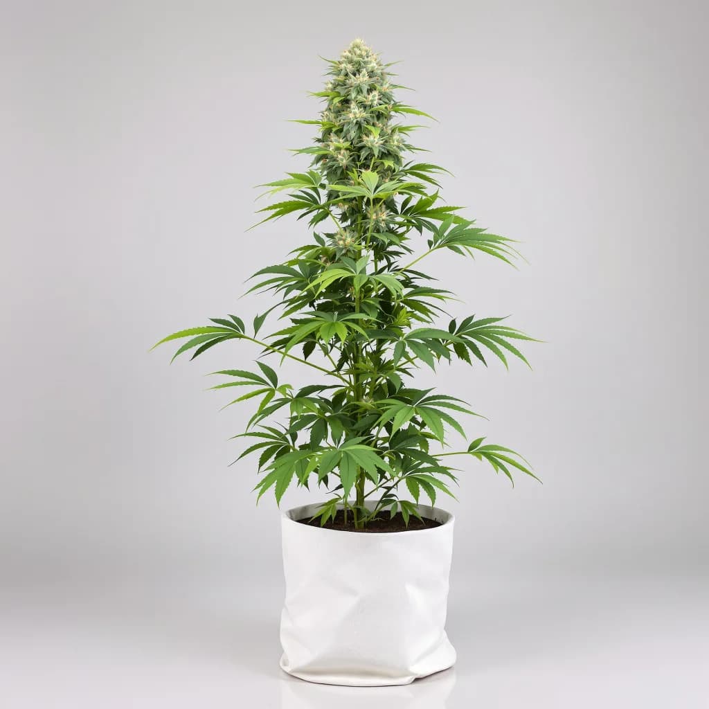 Cookies Kush cannabis seeds packaging — Royal King Seeds New Zealand