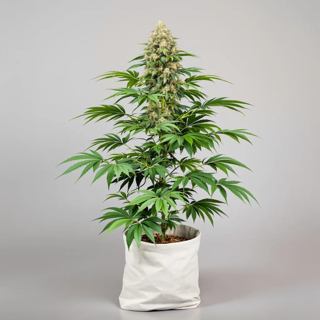 Dawgfather OG cannabis seeds packaging — Royal King Seeds New Zealand