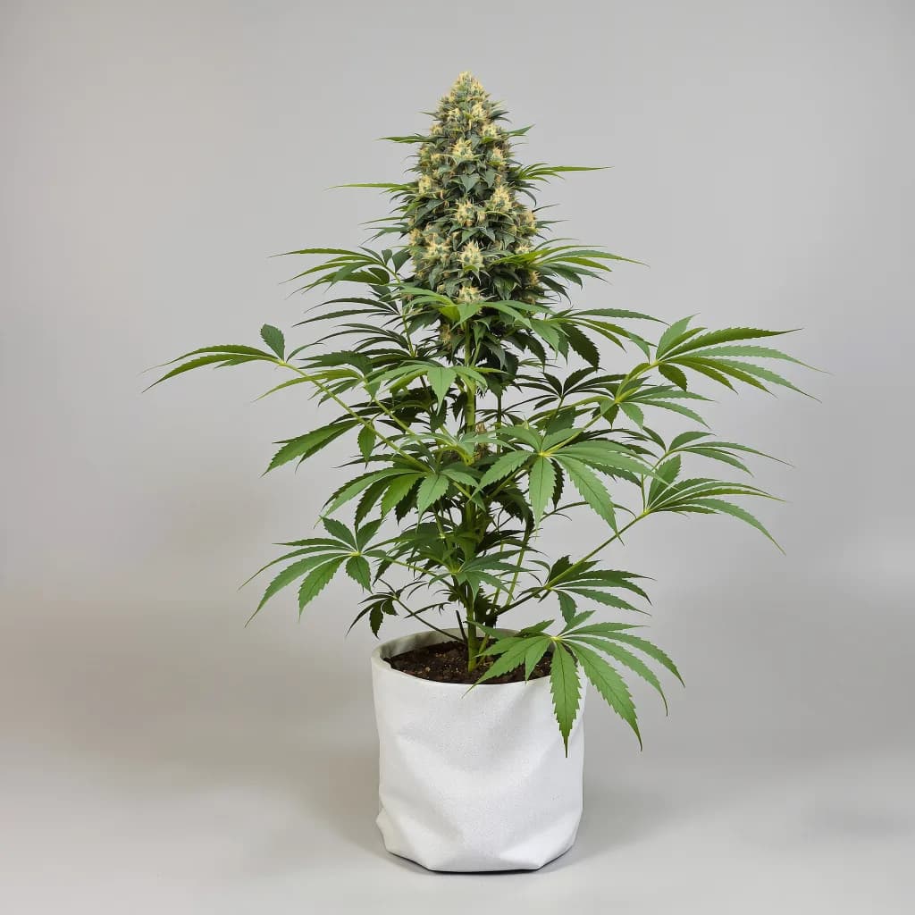 Dorit cannabis seeds packaging โ Royal King Seeds New Zealand