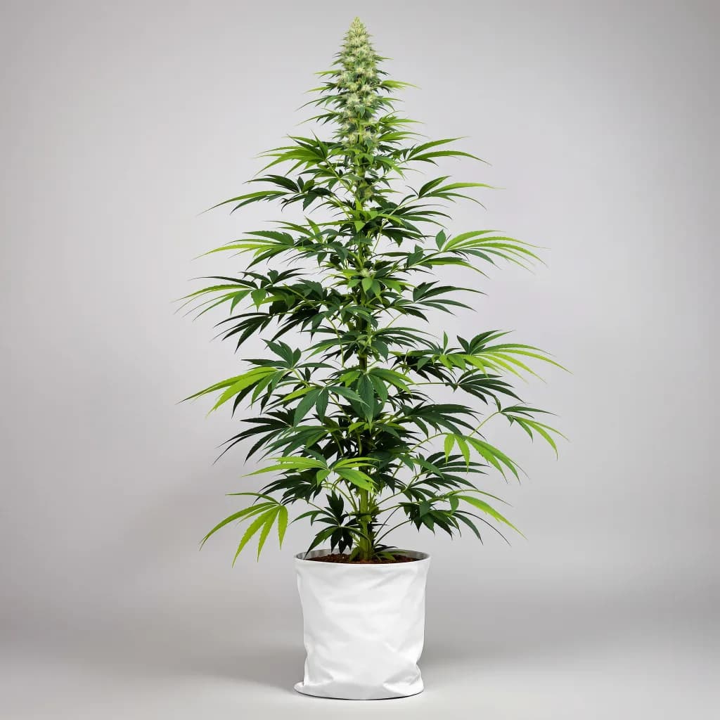 Durban Poison cannabis seeds packaging โ Royal King Seeds New Zealand