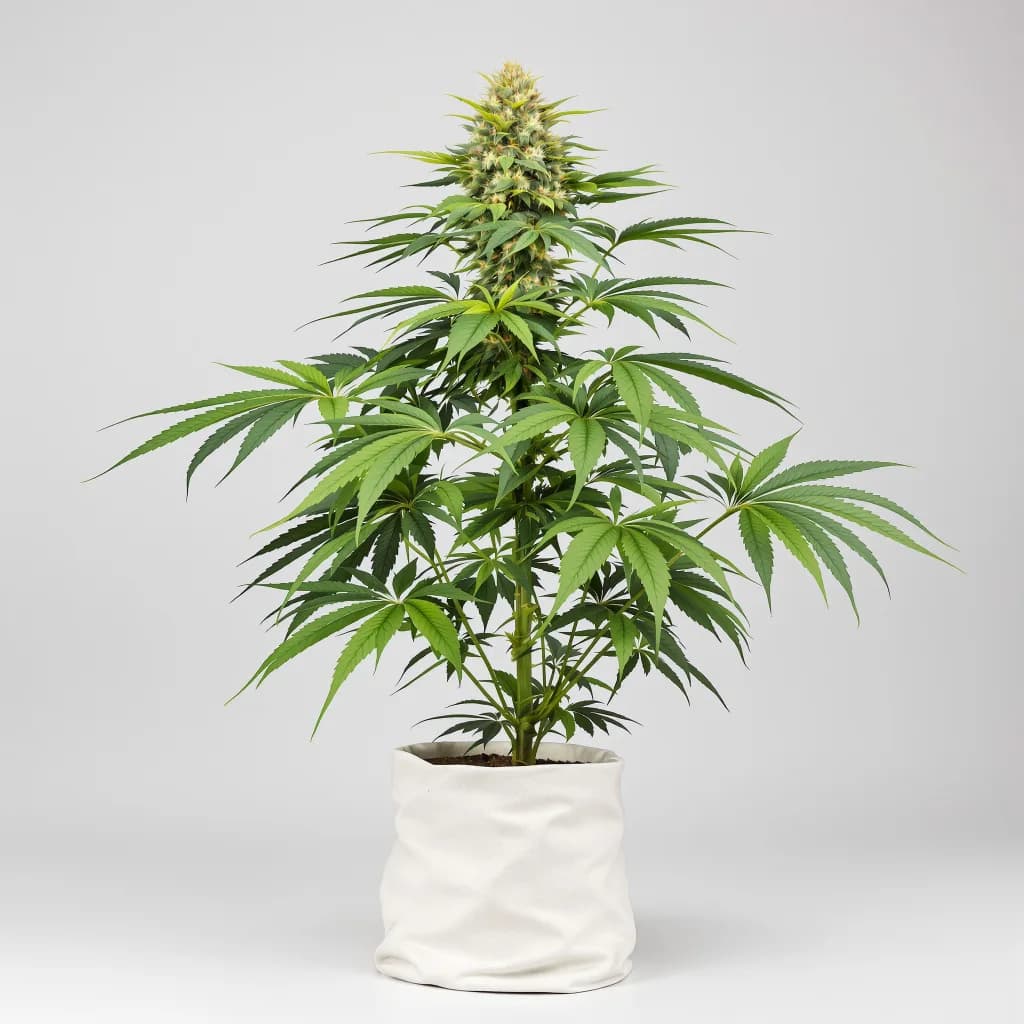 Fat Purple cannabis seeds packaging โ Royal King Seeds New Zealand