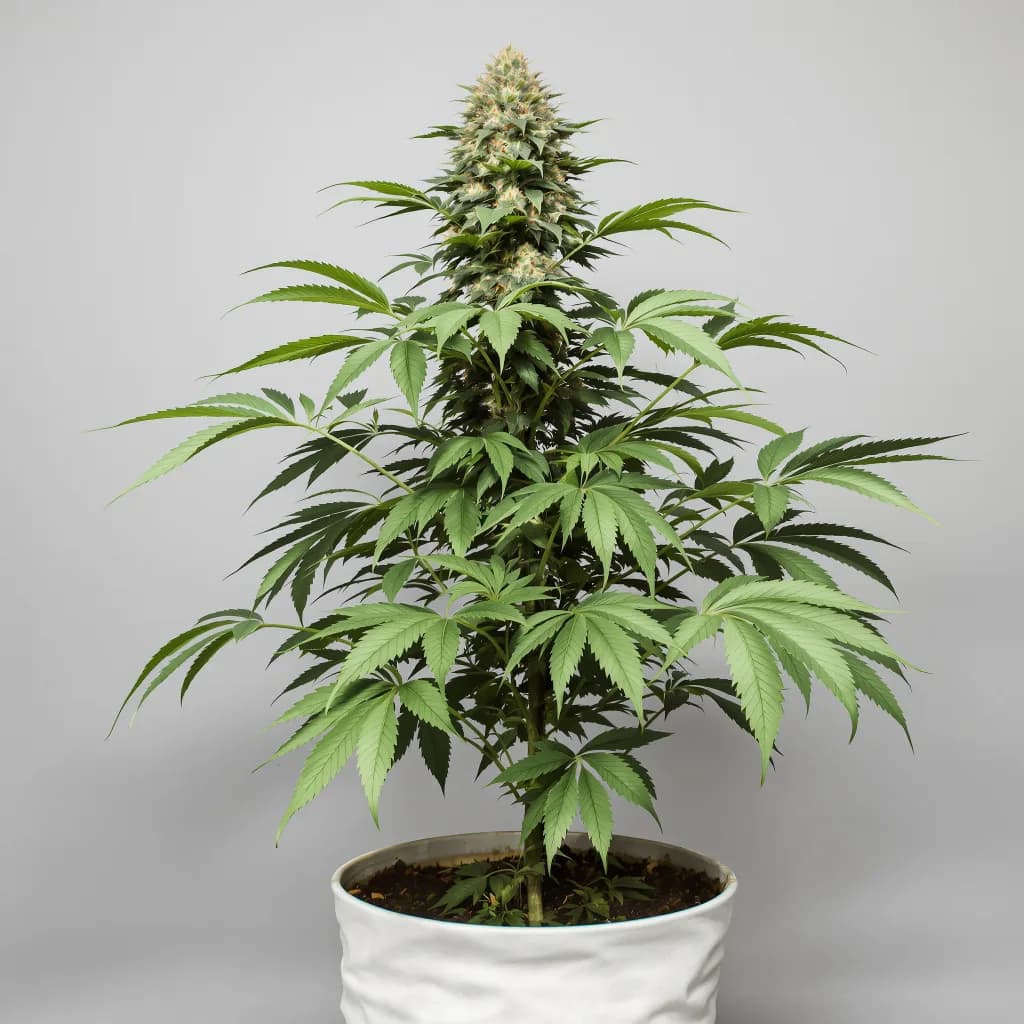 Fruity Widow cannabis seeds packaging β Royal King Seeds New Zealand