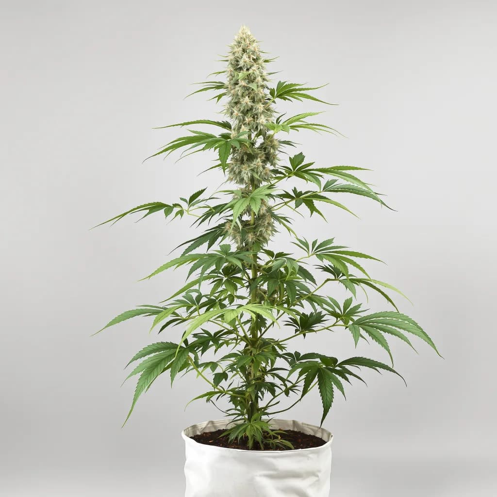 Gobbstopper cannabis seeds packaging — Royal King Seeds New Zealand