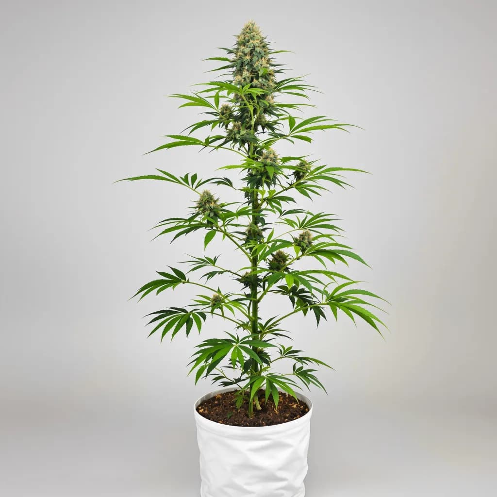 Grape Kush cannabis seeds packaging β Royal King Seeds New Zealand