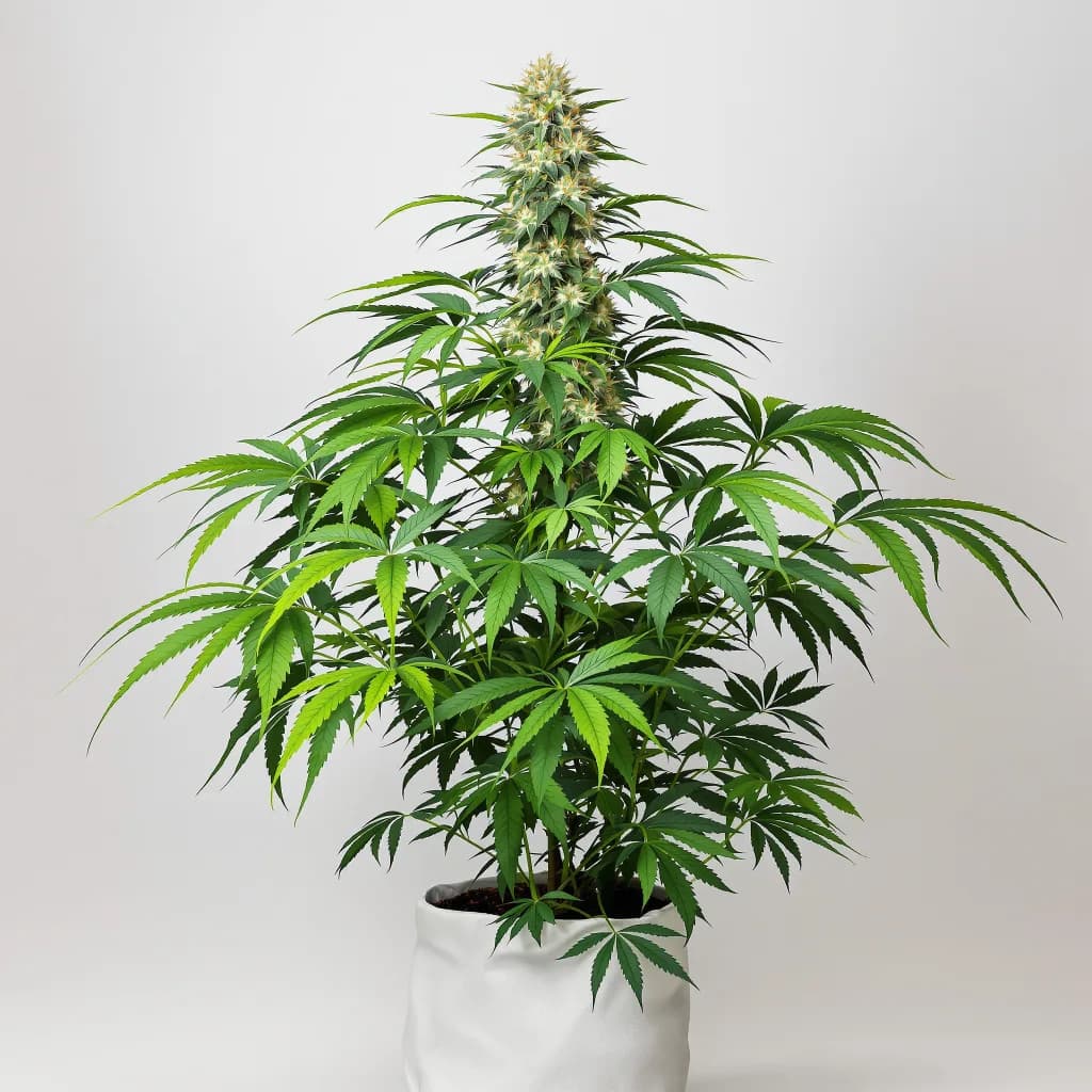 Green Ribbon cannabis seeds packaging β Royal King Seeds New Zealand