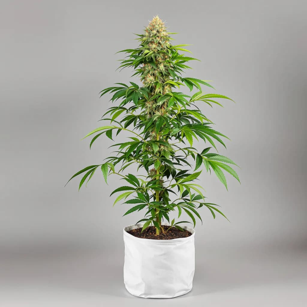 Hawaiian Dream CBD cannabis seeds packaging โ Royal King Seeds New Zealand