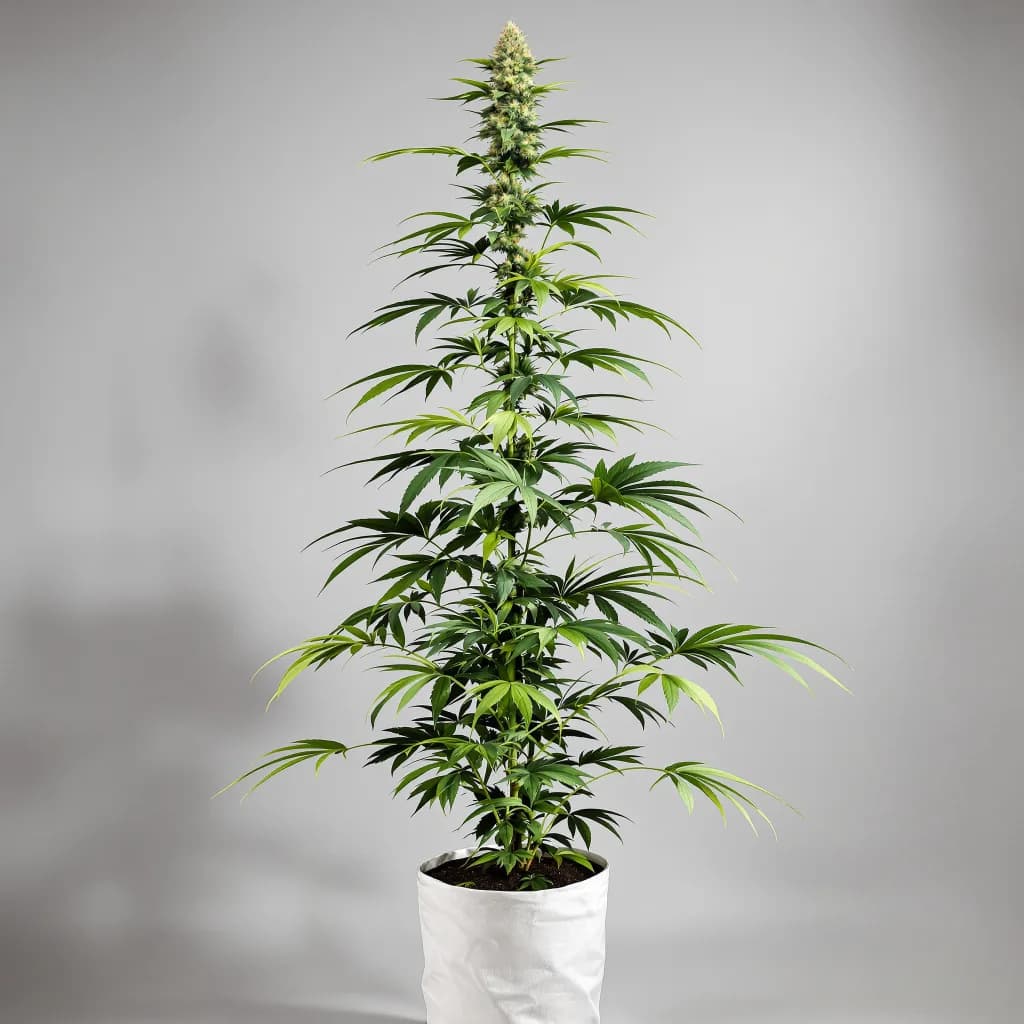 Jesus OG cannabis seeds packaging — Royal King Seeds New Zealand