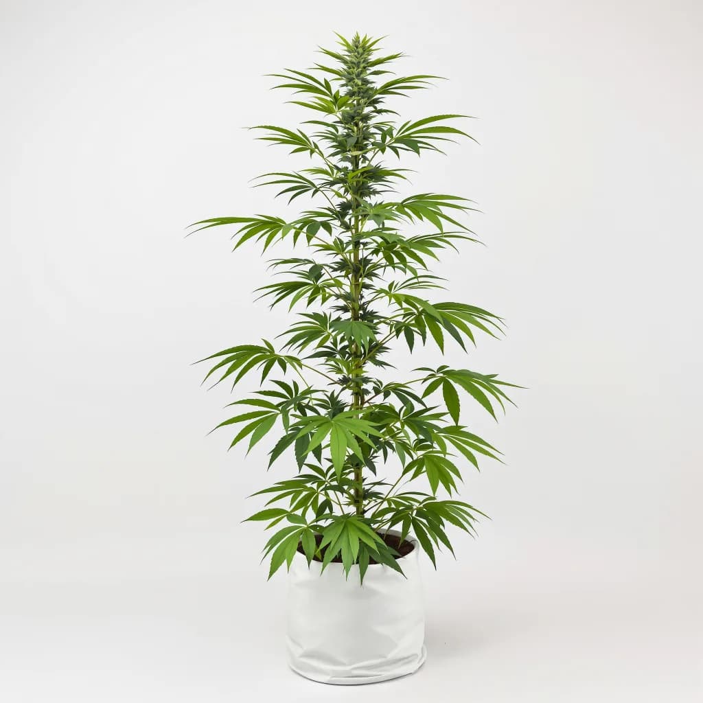 Jesus OG cannabis seeds packaging — Royal King Seeds New Zealand