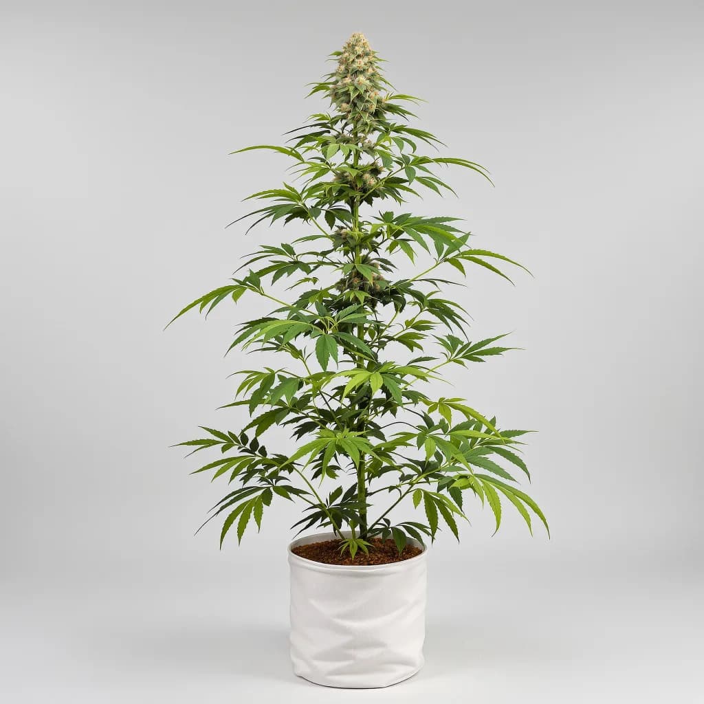 Kush Mints cannabis seeds packaging — Royal King Seeds New Zealand