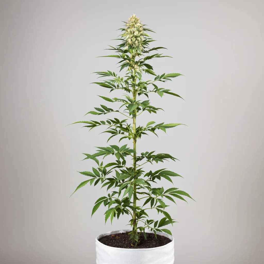 Lavender cannabis seeds packaging — Royal King Seeds New Zealand