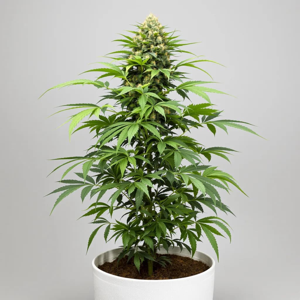 Lemon Diesel cannabis seeds packaging โ Royal King Seeds New Zealand