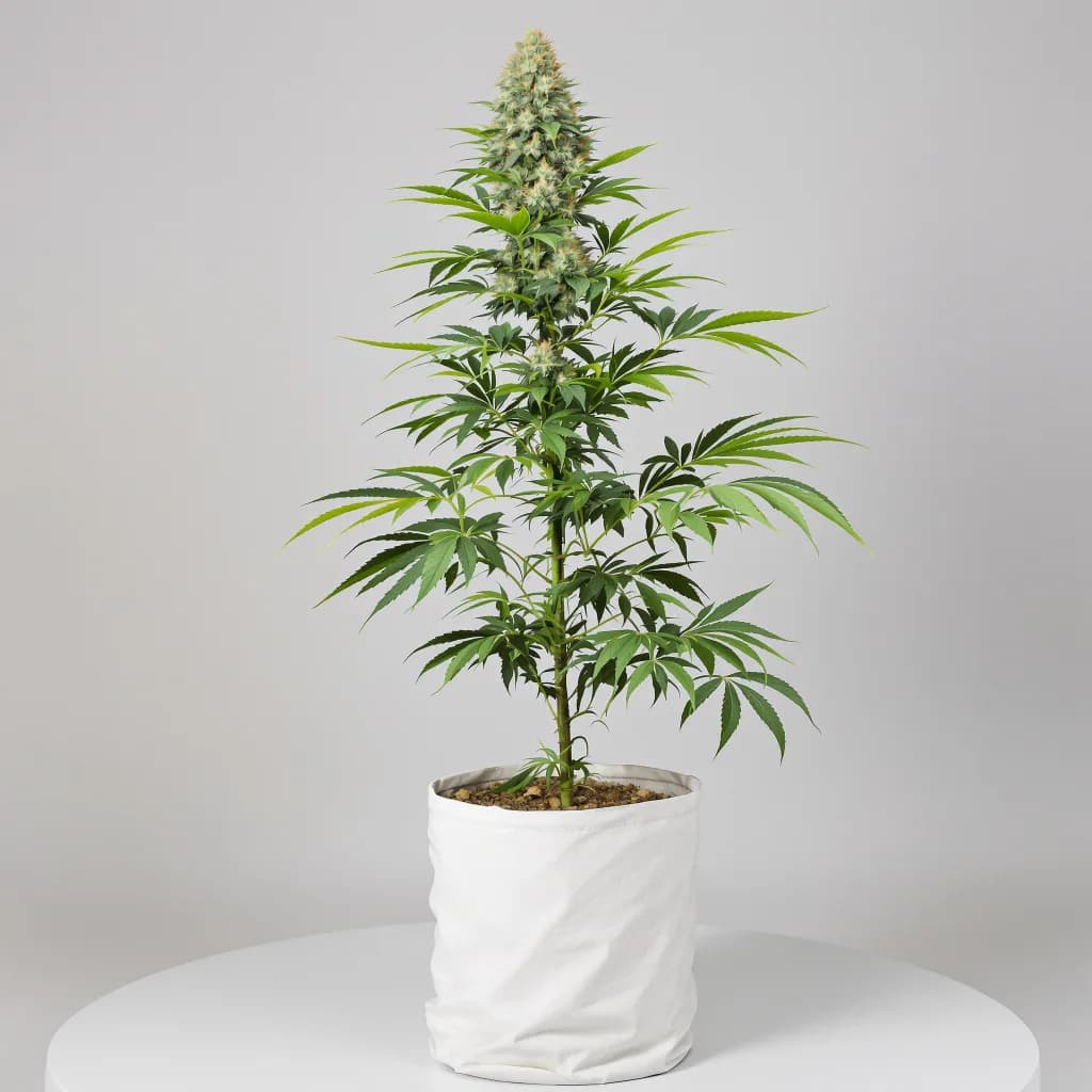 Lemon Drop cannabis seeds packaging โ Royal King Seeds New Zealand