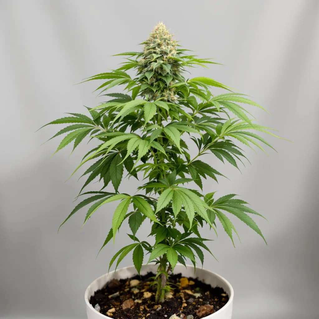 Magic Beans OG cannabis seeds packaging — Royal King Seeds New Zealand