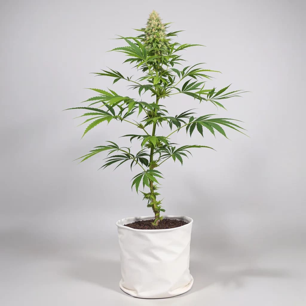 Mango Kush cannabis seeds packaging β Royal King Seeds New Zealand