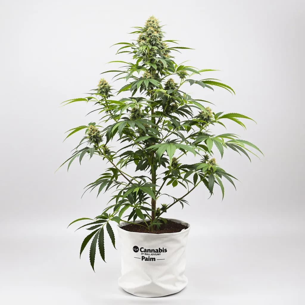 Mint cannabis seeds packaging β Royal King Seeds New Zealand