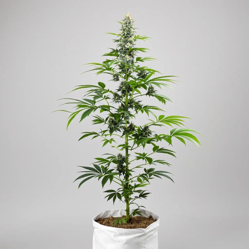 Mob Boss cannabis seeds packaging — Royal King Seeds New Zealand