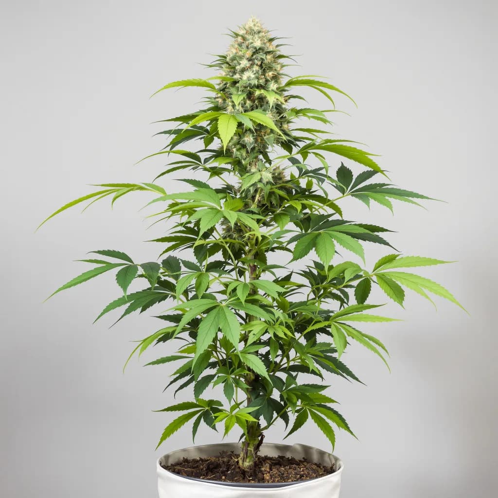 Nice Cherry cannabis seeds packaging — Royal King Seeds New Zealand