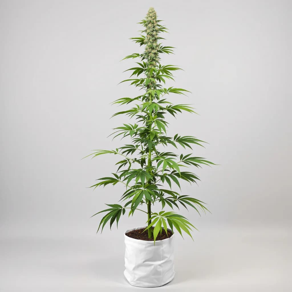 NY-47 cannabis seeds packaging — Royal King Seeds New Zealand