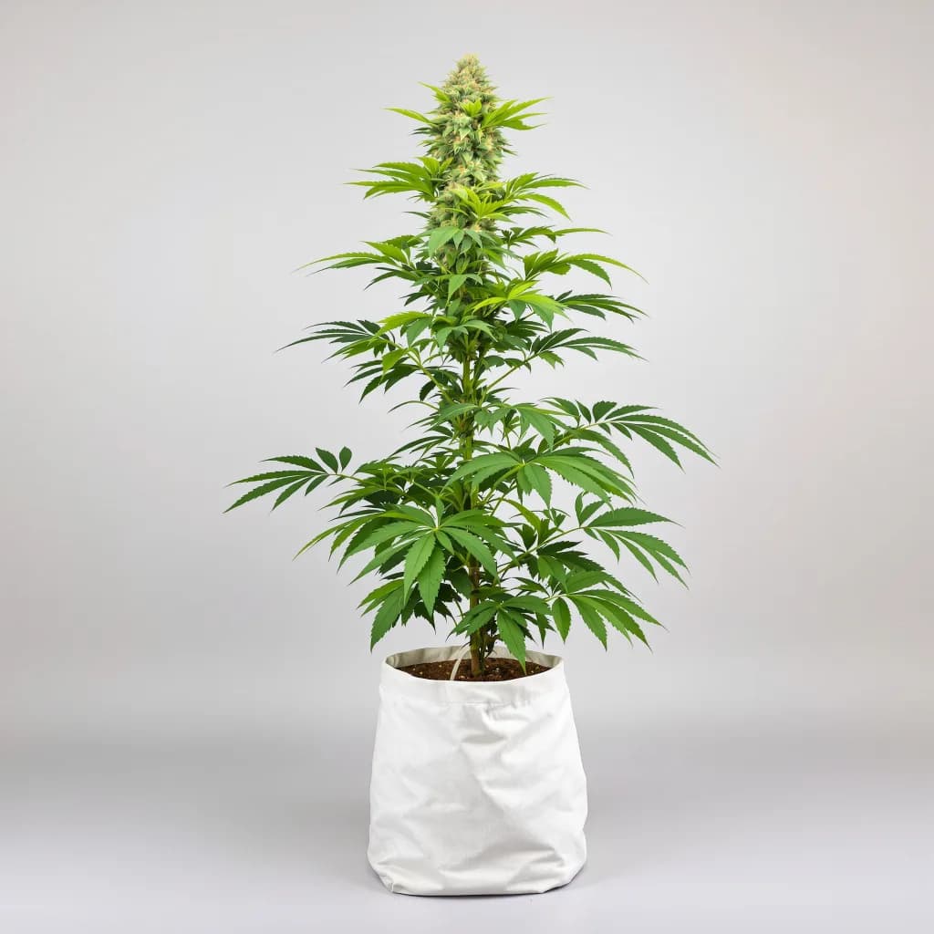 Ortega cannabis seeds packaging — Royal King Seeds New Zealand