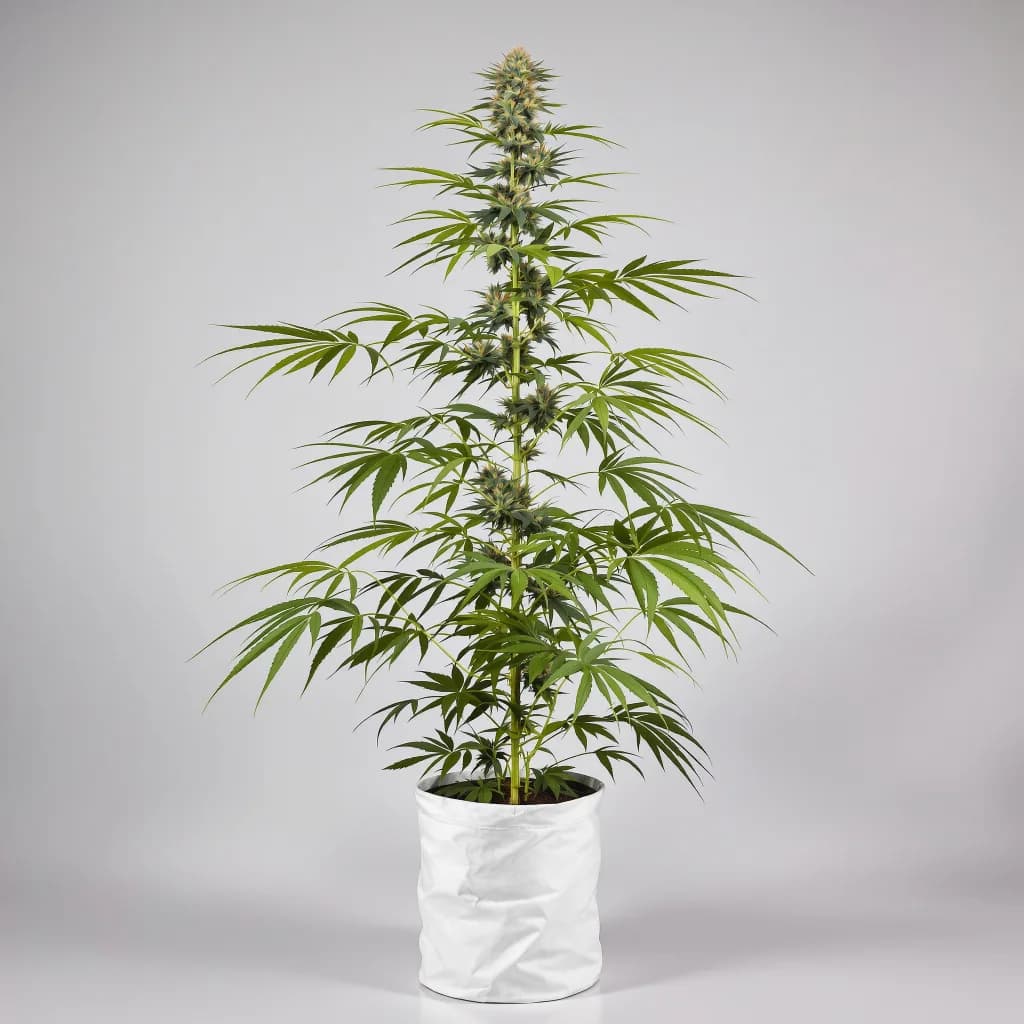 Panama Red cannabis seeds packaging — Royal King Seeds New Zealand