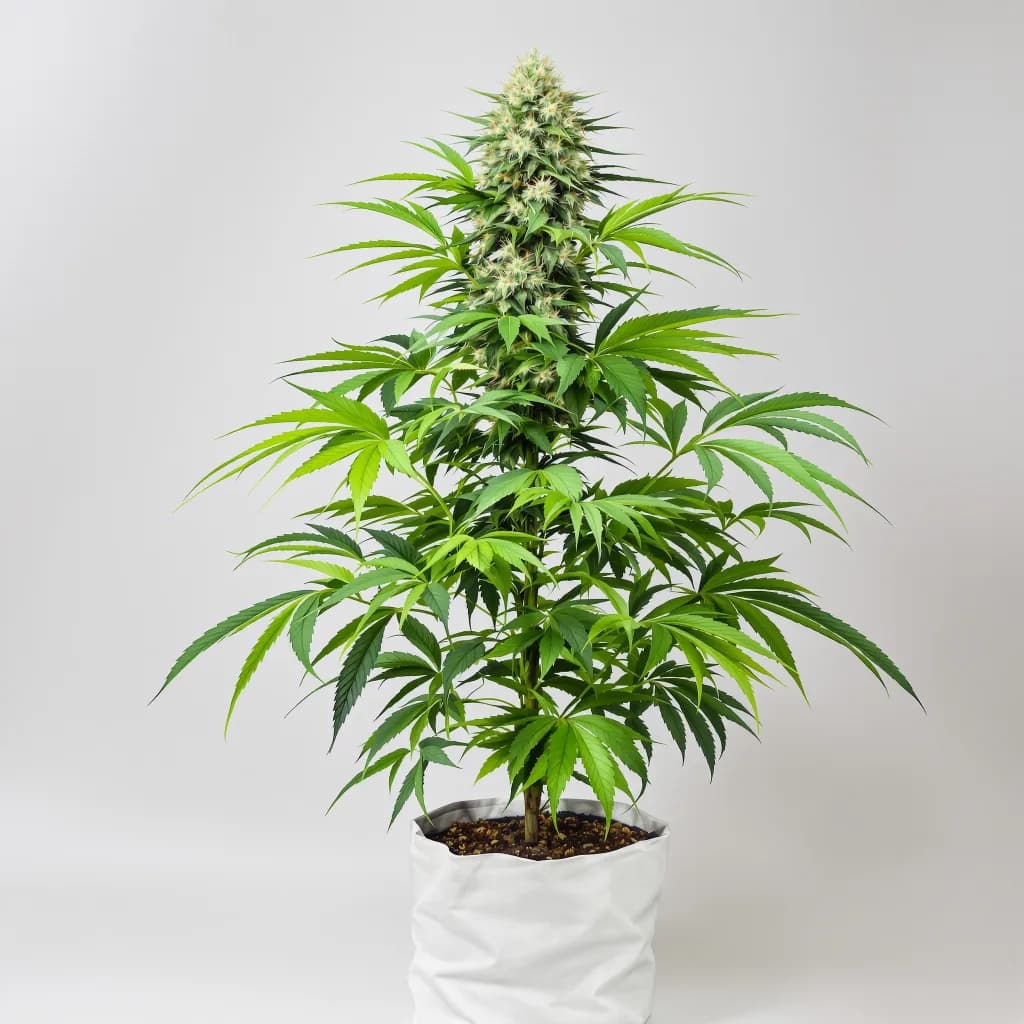 Peyote Gorilla cannabis seeds packaging — Royal King Seeds New Zealand