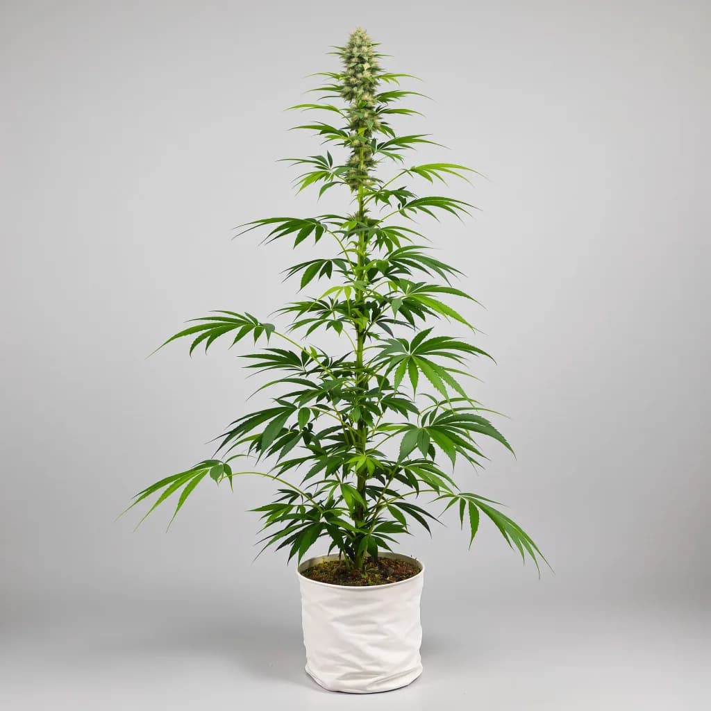 Pine cannabis seeds packaging — Royal King Seeds New Zealand