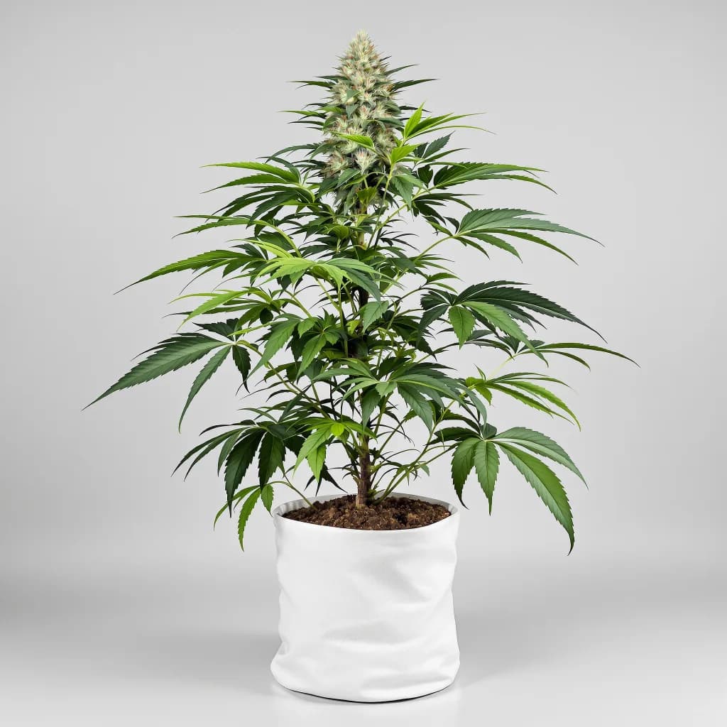 Platinum Bubba cannabis seeds packaging β Royal King Seeds New Zealand