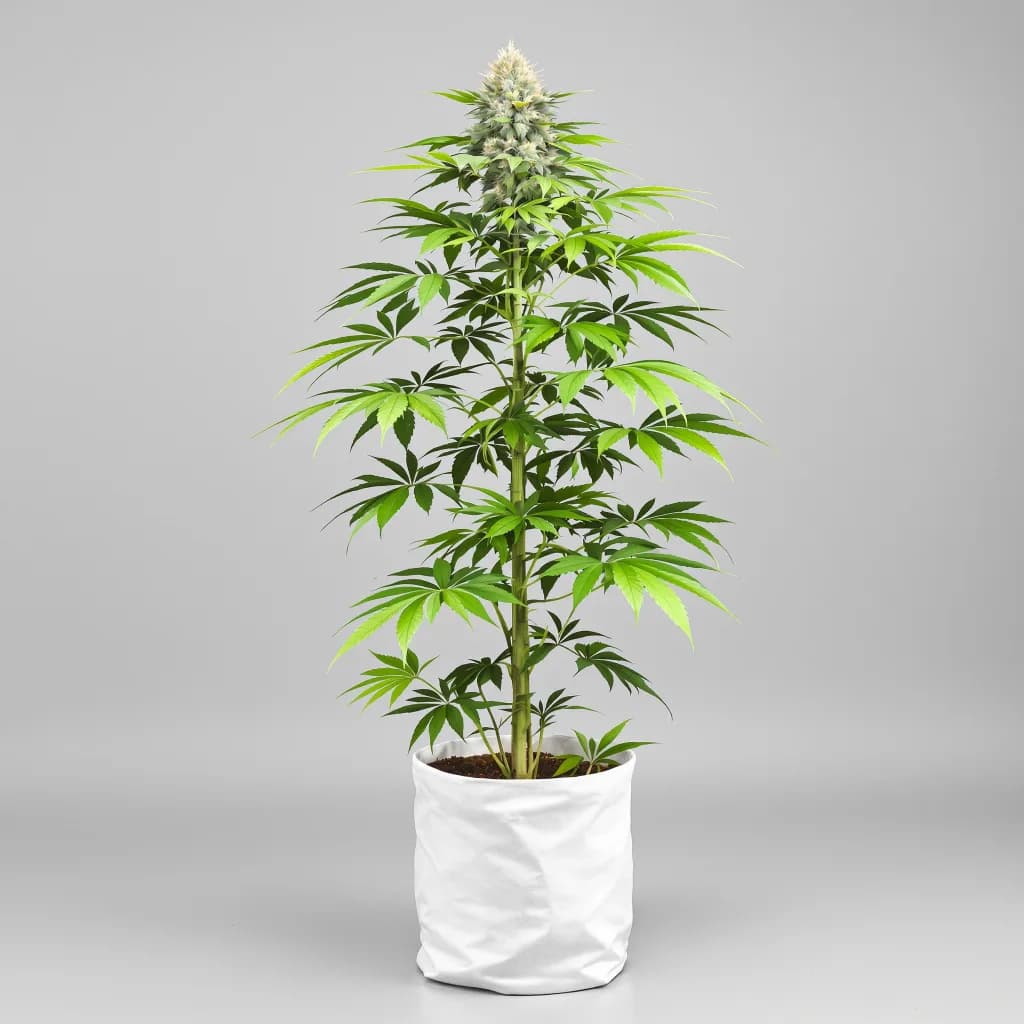 Punch Pie cannabis seeds packaging — Royal King Seeds New Zealand