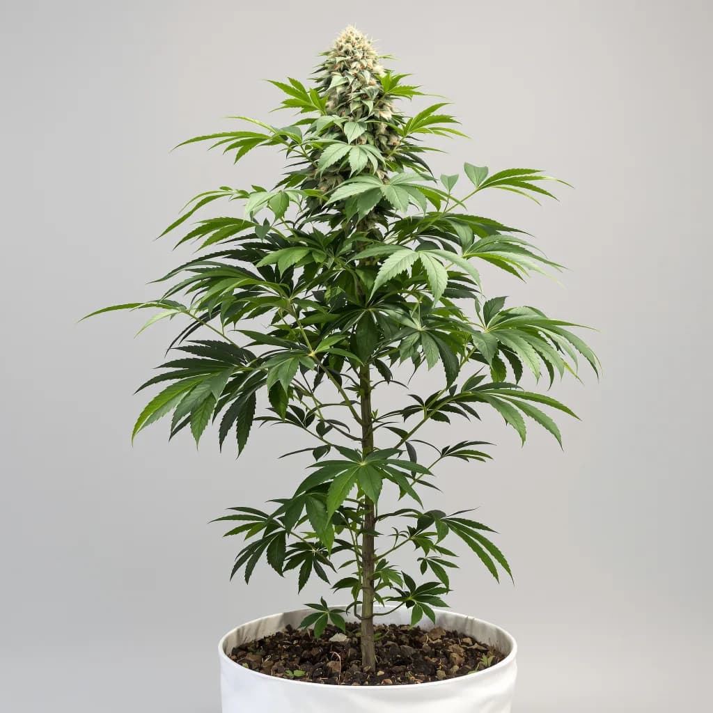 Pure OG cannabis seeds packaging — Royal King Seeds New Zealand
